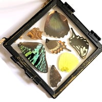 Image 2 of Butterfly & Moth Wing Hanging Small III