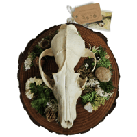 Image 1 of Woodland Themed Weathered Fox Skull Plaque I