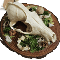 Image 2 of Woodland Themed Weathered Fox Skull Plaque I
