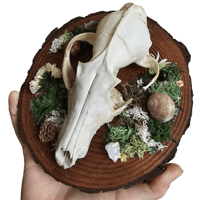 Image 3 of Woodland Themed Weathered Fox Skull Plaque I