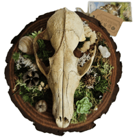 Image 1 of Woodland Themed Weathered Fox Skull Plaque II
