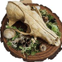 Image 2 of Woodland Themed Weathered Fox Skull Plaque II
