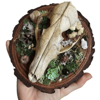 Image 3 of Woodland Themed Weathered Fox Skull Plaque II