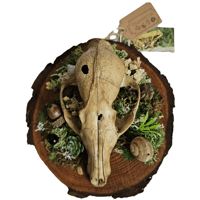 Image 1 of Woodland Themed Weathered Fox Skull Plaque III