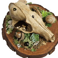 Image 2 of Woodland Themed Weathered Fox Skull Plaque III
