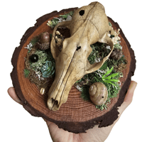Image 3 of Woodland Themed Weathered Fox Skull Plaque III