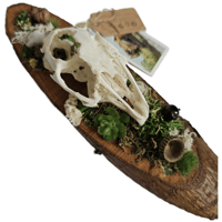 Image 2 of Woodland Themed Weathered Rabbit Skull Plaque I