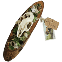 Image 1 of Woodland Themed Weathered Rabbit Skull Plaque I