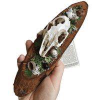 Image 3 of Woodland Themed Weathered Rabbit Skull Plaque I