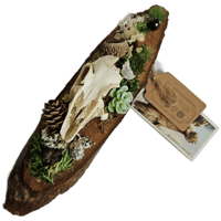 Image 1 of Woodland Themed Weathered Rabbit Skull Plaque II