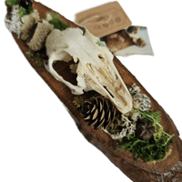 Image 2 of Woodland Themed Weathered Rabbit Skull Plaque II
