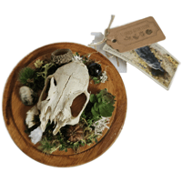 Image 1 of Woodland Themed Weathered Rabbit Skull Mount