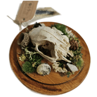 Image 2 of Woodland Themed Weathered Rabbit Skull Mount