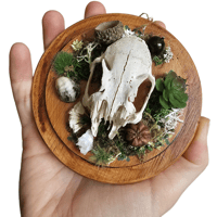 Image 3 of Woodland Themed Weathered Rabbit Skull Mount