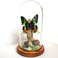 Image 1 of Madagascan Sunset Moth Woodland Terrarium