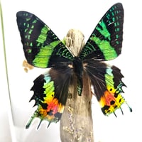 Image 3 of Madagascan Sunset Moth Woodland Terrarium
