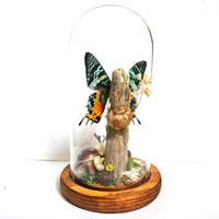 Image 2 of Madagascan Sunset Moth Woodland Terrarium