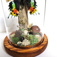 Image 4 of Madagascan Sunset Moth Woodland Terrarium