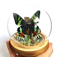 Image 2 of Madagascan Sunset Moth Woodland Globe