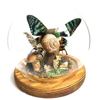 Image 3 of Madagascan Sunset Moth Woodland Globe