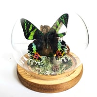 Image 1 of Madagascan Sunset Moth Woodland Globe