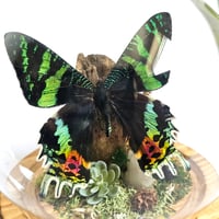 Image 4 of Madagascan Sunset Moth Woodland Globe