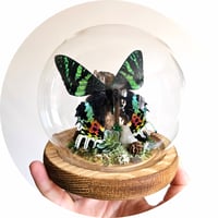 Image 5 of Madagascan Sunset Moth Woodland Globe