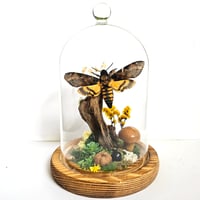 Image 1 of Death's-Head Hawkmoth Woodland Belljar