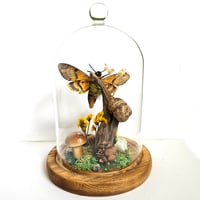 Image 2 of Death's-Head Hawkmoth Woodland Belljar