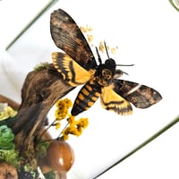 Image 3 of Death's-Head Hawkmoth Woodland Belljar