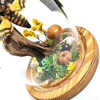 Image 4 of Death's-Head Hawkmoth Woodland Belljar