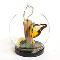 Image 1 of Chocolate Albatross Butterfly Mini Woodland Hanging Globe