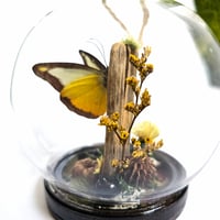 Image 4 of Chocolate Albatross Butterfly Mini Woodland Hanging Globe