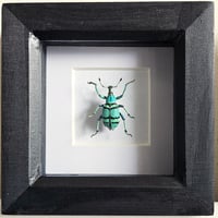 Framed - Blue Striped Weevil