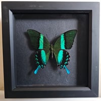 Framed - Peacock Swallowtail Butterfly I