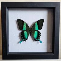 Framed - Peacock Swallowtail Butterfly II
