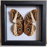 Framed - Owl Butterfly