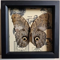 Image 1 of Vintage - Owl Butterfly