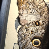 Image 2 of Vintage - Owl Butterfly