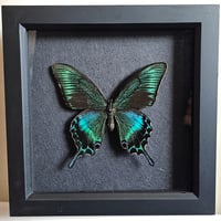 Framed - Alpine Black Swallowtail Butterfly