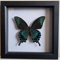 Framed - Alpine Black Swallowtail Butterfly II