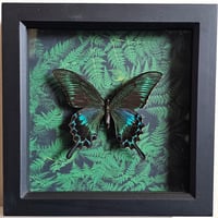 Ferns - Alpine Black Swallowtail Butterfly