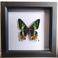Framed - Madagascan Sunset Moth