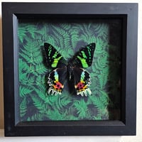 Ferns - Madagascan Sunset Moth