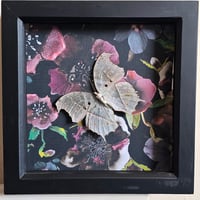 Floral - Forest Mother-Of-Pearl Butterfly