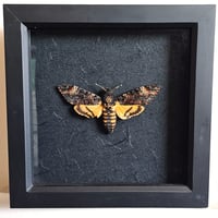 Framed - Death's-Head Hawkmoth