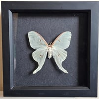Framed - Luna Moth