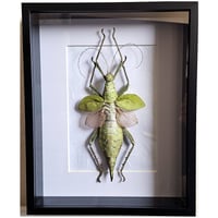 Deep Framed - Giant Jungle Nymph