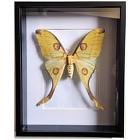 Deep Framed - African Moon Moth (female)