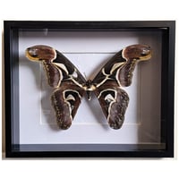 Deep Framed - Edward's Atlas Moth